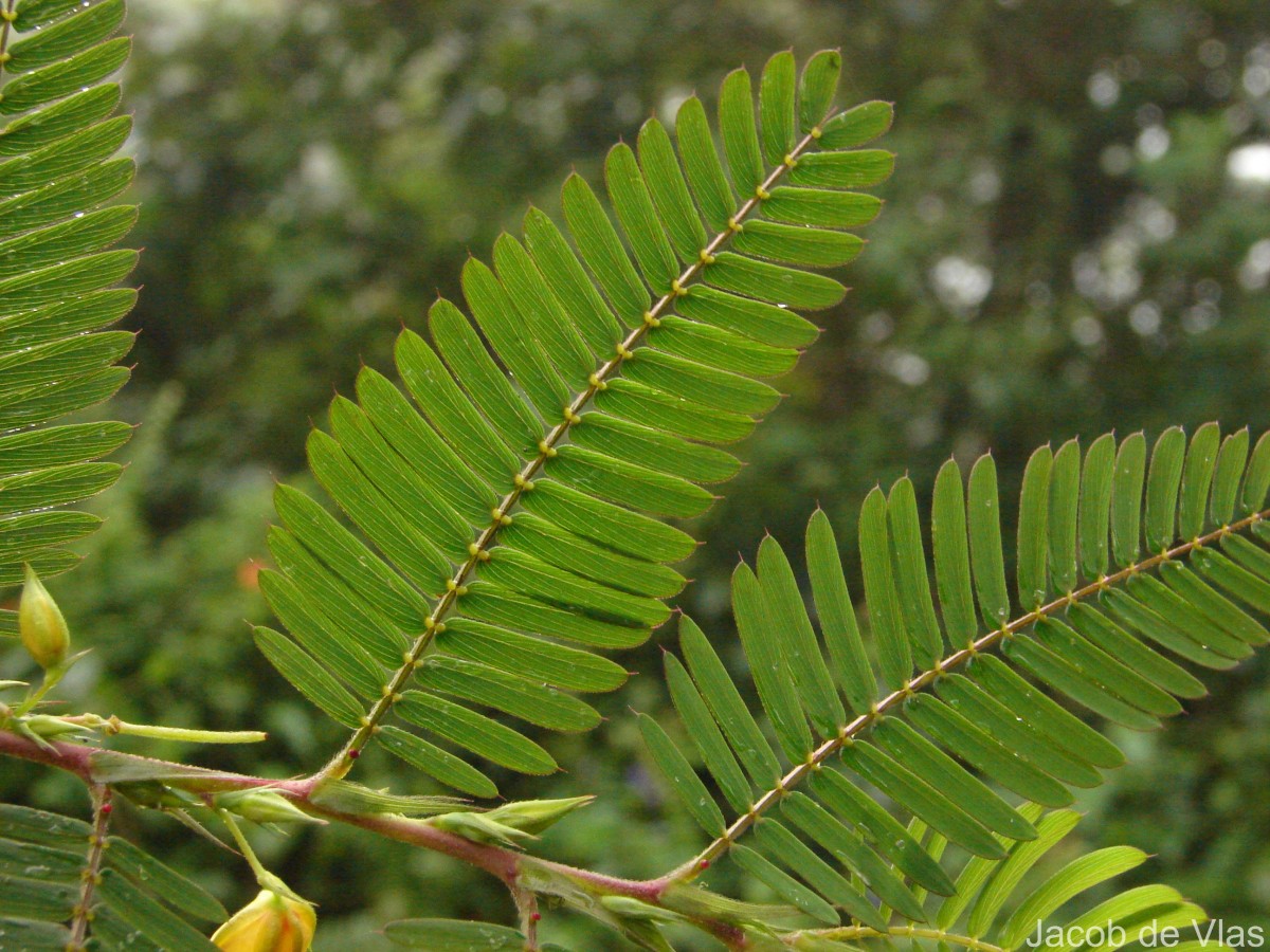 Chamaecrista nictitans (L.) Moench